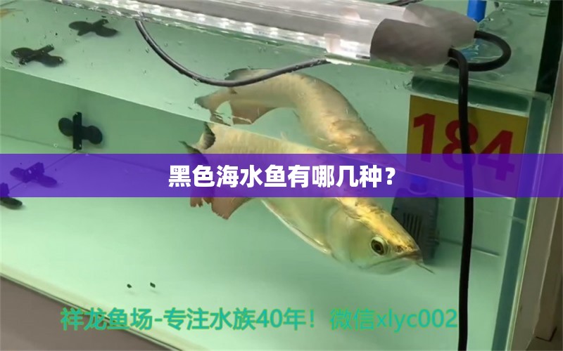 黑色海水鱼有哪几种？ 海水鱼