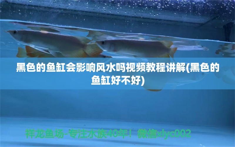 黑色的鱼缸会影响风水吗视频教程讲解(黑色的鱼缸好不好) 鱼缸风水