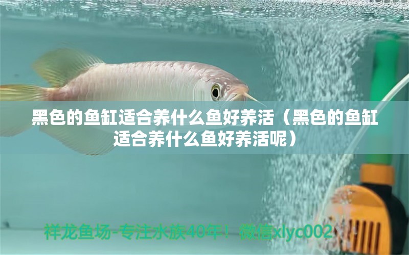 黑色的鱼缸适合养什么鱼好养活（黑色的鱼缸适合养什么鱼好养活呢）