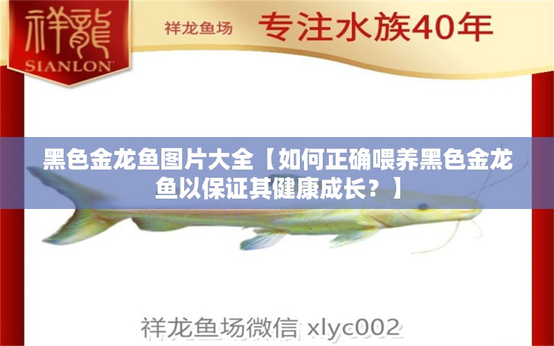 黑色金龙鱼图片大全【如何正确喂养黑色金龙鱼以保证其健康成长？】