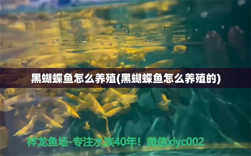 黑蝴蝶鱼怎么养殖(黑蝴蝶鱼怎么养殖的) 蝴蝶鲤 第1张