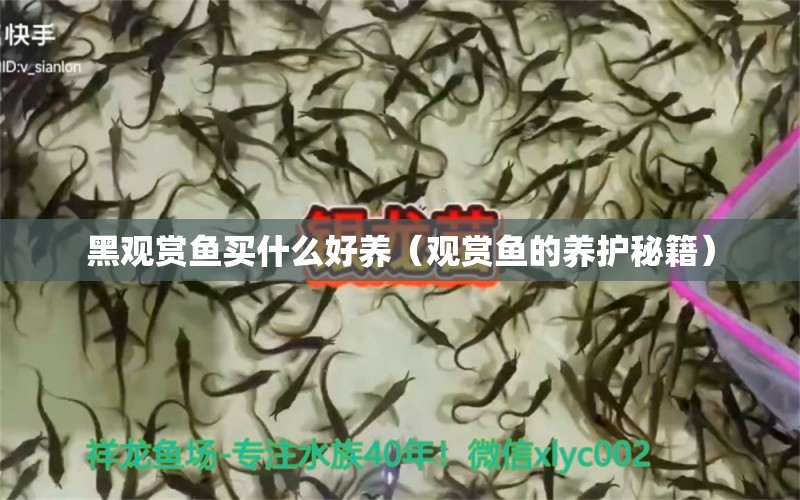 黑观赏鱼买什么好养（观赏鱼的养护秘籍） 印尼虎苗 第2张