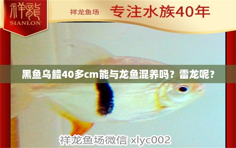 黑鱼乌鳢40多cm能与龙鱼混养吗？雷龙呢？