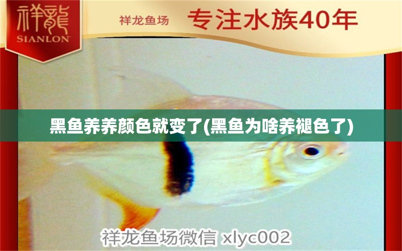 黑鱼养养颜色就变了(黑鱼为啥养褪色了) 水族品牌