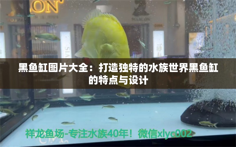 黑鱼缸图片大全：打造独特的水族世界黑鱼缸的特点与设计