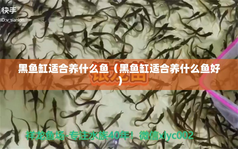 黑鱼缸适合养什么鱼（黑鱼缸适合养什么鱼好） 朱巴利鱼