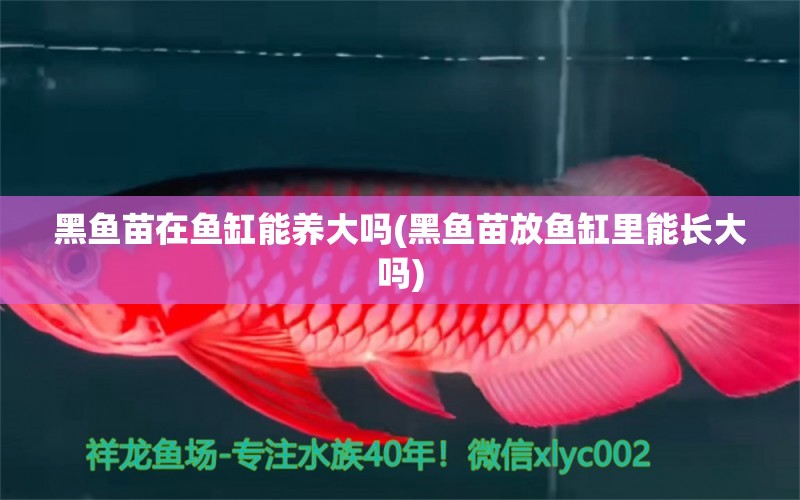 黑鱼苗在鱼缸能养大吗(黑鱼苗放鱼缸里能长大吗) 水族灯（鱼缸灯）