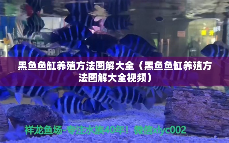 黑鱼鱼缸养殖方法图解大全（黑鱼鱼缸养殖方法图解大全视频）