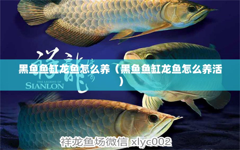 黑鱼鱼缸龙鱼怎么养（黑鱼鱼缸龙鱼怎么养活） 祥龙水族医院