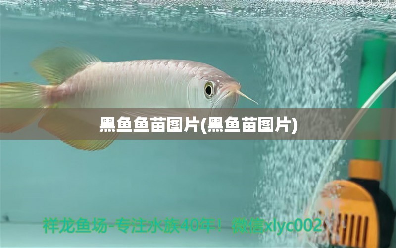 黑鱼鱼苗图片(黑鱼苗图片) 丹顶锦鲤鱼