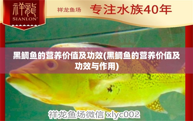 黑鲷鱼的营养价值及功效(黑鲷鱼的营养价值及功效与作用) 白子红龙鱼