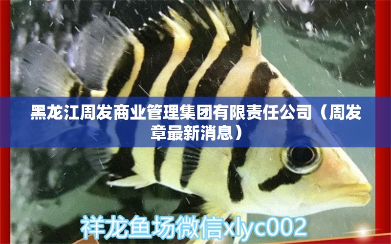 黑龙江周发商业管理集团有限责任公司（周发章最新消息）