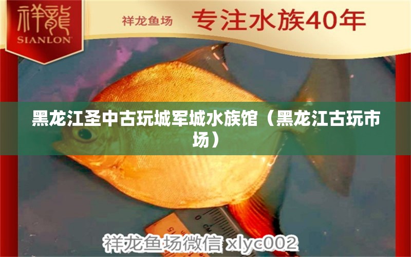 黑龙江圣中古玩城军城水族馆（黑龙江古玩市场） 全国水族馆企业名录