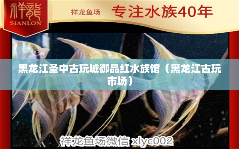 黑龙江圣中古玩城御品红水族馆（黑龙江古玩市场）