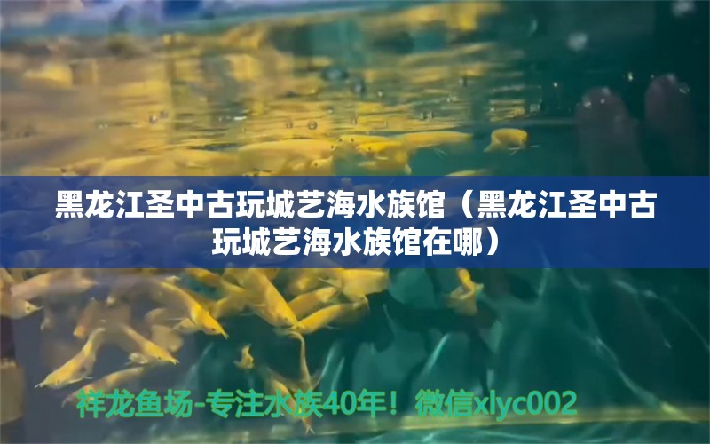 黑龙江圣中古玩城艺海水族馆（黑龙江圣中古玩城艺海水族馆在哪） 全国水族馆企业名录