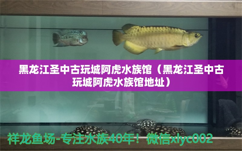 黑龙江圣中古玩城阿虎水族馆（黑龙江圣中古玩城阿虎水族馆地址）