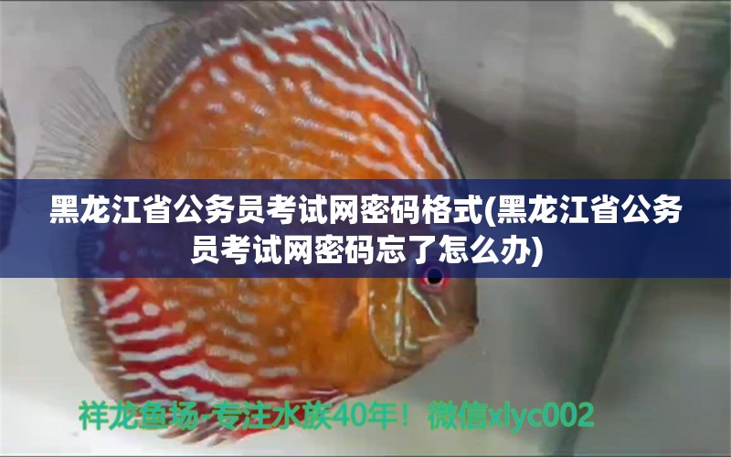 黑龙江省公务员考试网密码格式(黑龙江省公务员考试网密码忘了怎么办)