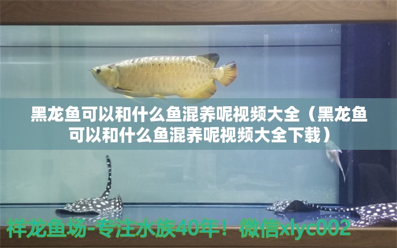 黑龙鱼可以和什么鱼混养呢视频大全（黑龙鱼可以和什么鱼混养呢视频大全下载） 祥龙水族医院