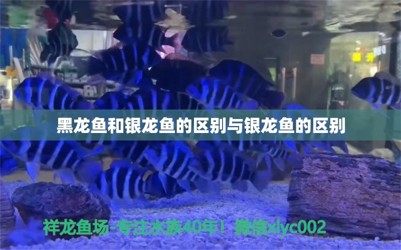 黑龙鱼和银龙鱼的区别与银龙鱼的区别 银龙鱼