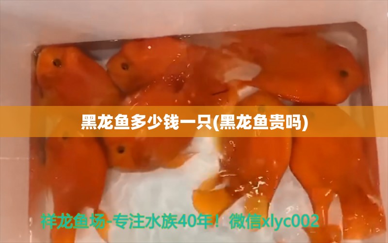 黑龙鱼多少钱一只(黑龙鱼贵吗)