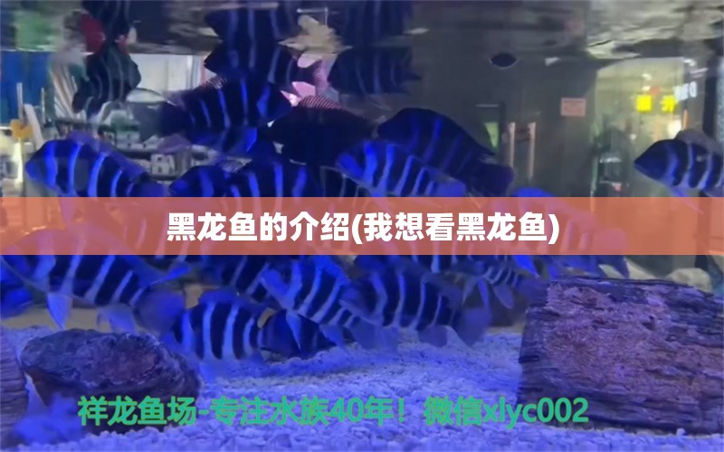 黑龙鱼的介绍(我想看黑龙鱼) 罗汉鱼