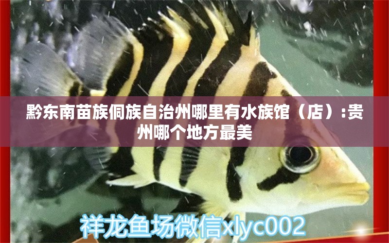 黔东南苗族侗族自治州哪里有水族馆（店）:贵州哪个地方最美 观赏鱼水族批发市场