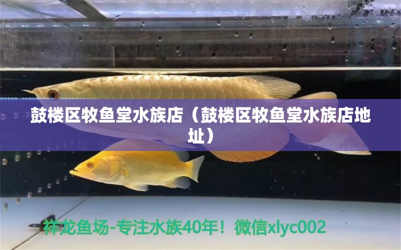 鼓楼区牧鱼堂水族店（鼓楼区牧鱼堂水族店地址）