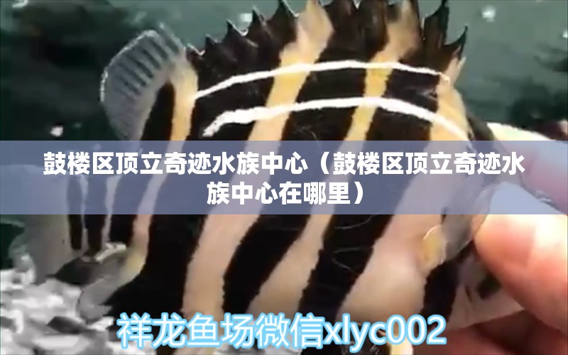 鼓楼区顶立奇迹水族中心（鼓楼区顶立奇迹水族中心在哪里） 全国水族馆企业名录