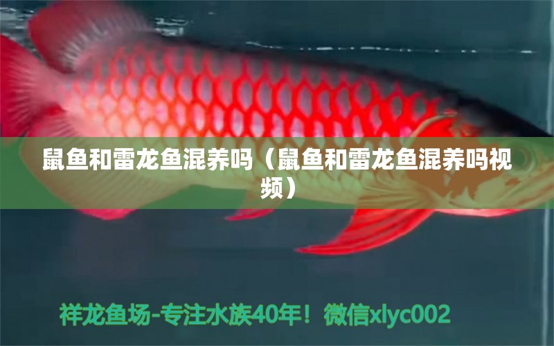 鼠鱼和雷龙鱼混养吗（鼠鱼和雷龙鱼混养吗视频） 广州龙鱼批发市场