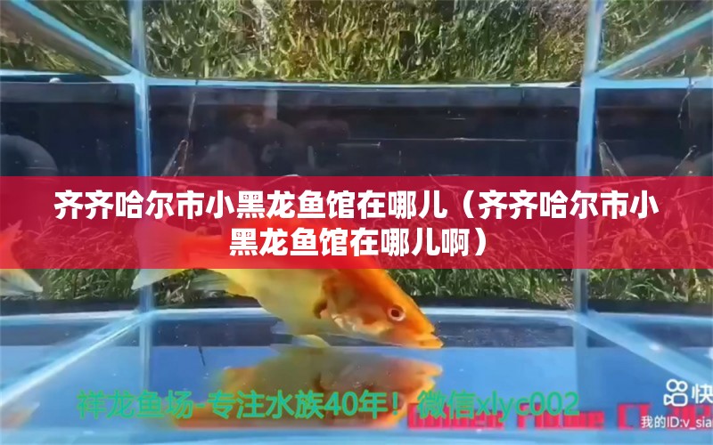 齐齐哈尔市小黑龙鱼馆在哪儿（齐齐哈尔市小黑龙鱼馆在哪儿啊）