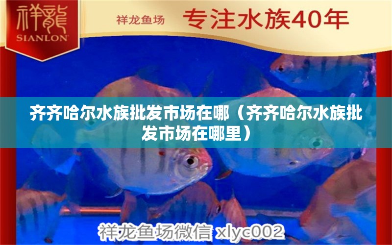 齐齐哈尔水族批发市场在哪（齐齐哈尔水族批发市场在哪里） 观赏鱼水族批发市场