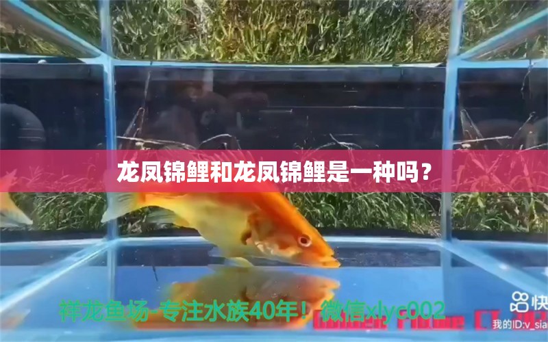 龙凤锦鲤和龙凤锦鲤是一种吗？