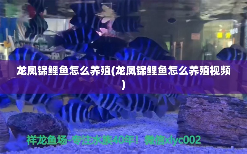 龙凤锦鲤鱼怎么养殖(龙凤锦鲤鱼怎么养殖视频) 观赏鱼 第1张