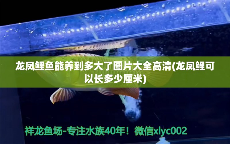 龙凤鲤鱼能养到多大了图片大全高清(龙凤鲤可以长多少厘米) 龙凤鲤鱼