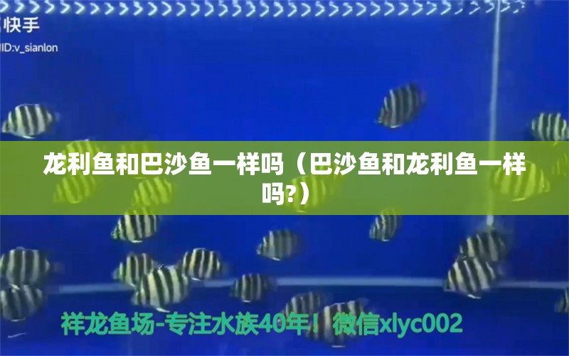 龙利鱼和巴沙鱼一样吗（巴沙鱼和龙利鱼一样吗?）