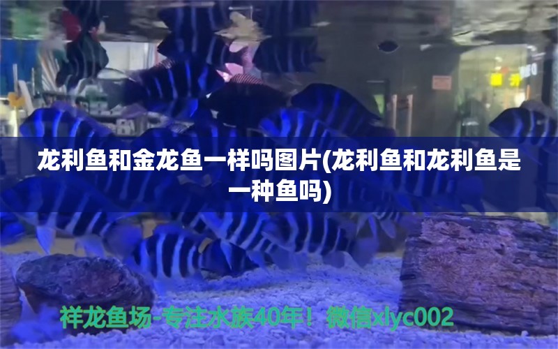 龙利鱼和金龙鱼一样吗图片(龙利鱼和龙利鱼是一种鱼吗)