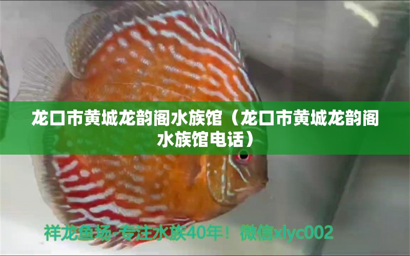 龙口市黄城龙韵阁水族馆（龙口市黄城龙韵阁水族馆电话） 全国水族馆企业名录