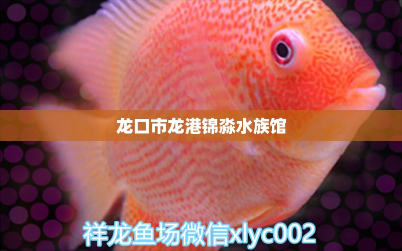 龙口市龙港锦淼水族馆