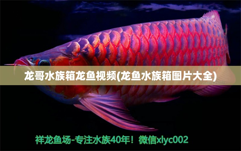 龙哥水族箱龙鱼视频(龙鱼水族箱图片大全)