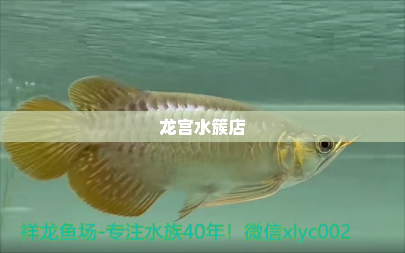 龙宫水簇店 全国水族馆企业名录