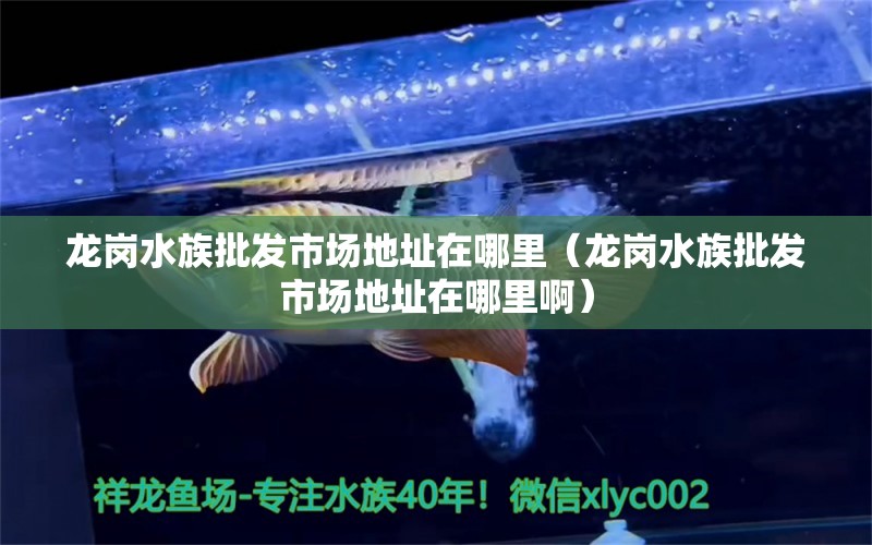 龙岗水族批发市场地址在哪里（龙岗水族批发市场地址在哪里啊） 观赏鱼水族批发市场