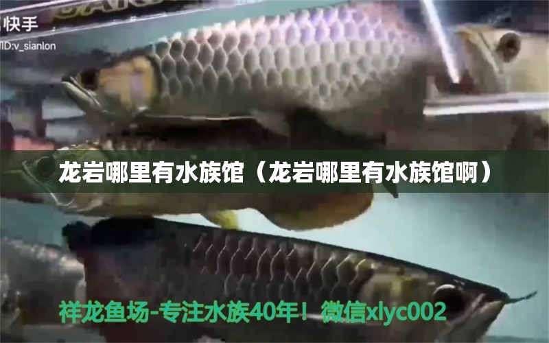 龙岩哪里有水族馆（龙岩哪里有水族馆啊）