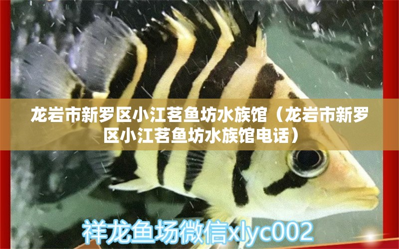 龙岩市新罗区小江茗鱼坊水族馆（龙岩市新罗区小江茗鱼坊水族馆电话） 全国水族馆企业名录