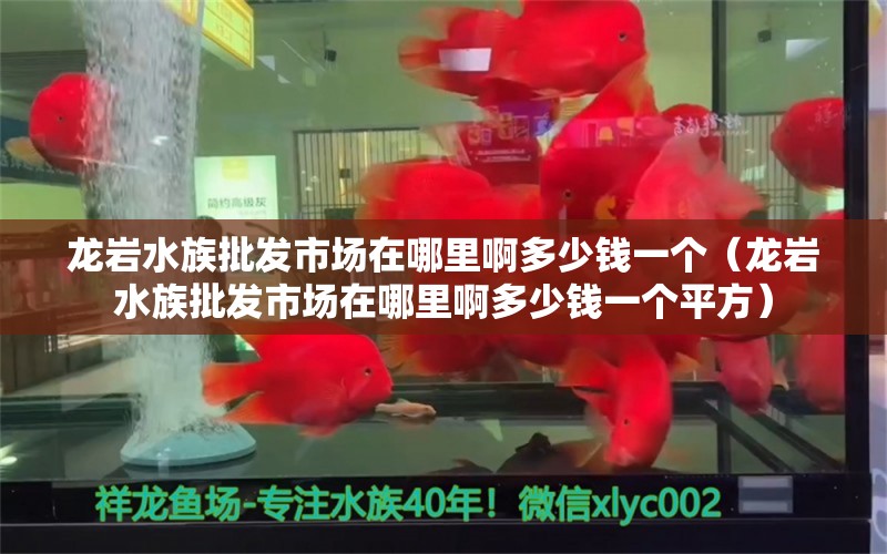 龙岩水族批发市场在哪里啊多少钱一个（龙岩水族批发市场在哪里啊多少钱一个平方）