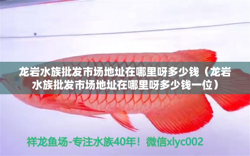 龙岩水族批发市场地址在哪里呀多少钱（龙岩水族批发市场地址在哪里呀多少钱一位）