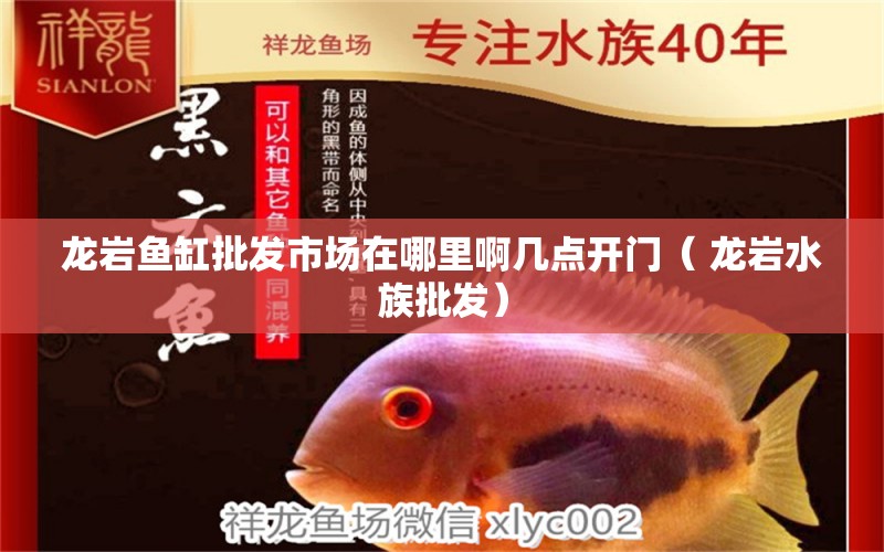 龙岩鱼缸批发市场在哪里啊几点开门（ 龙岩水族批发） 白化火箭鱼 第1张