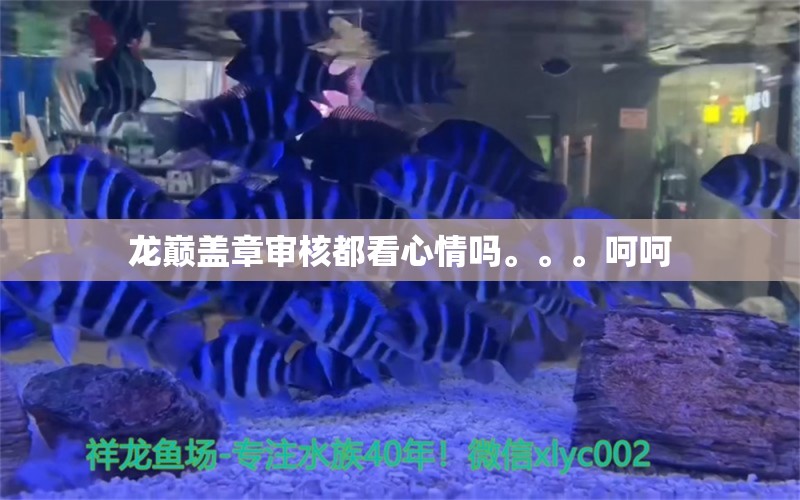 龙巅盖章审核都看心情吗。。。呵呵 观赏鱼论坛 第3张