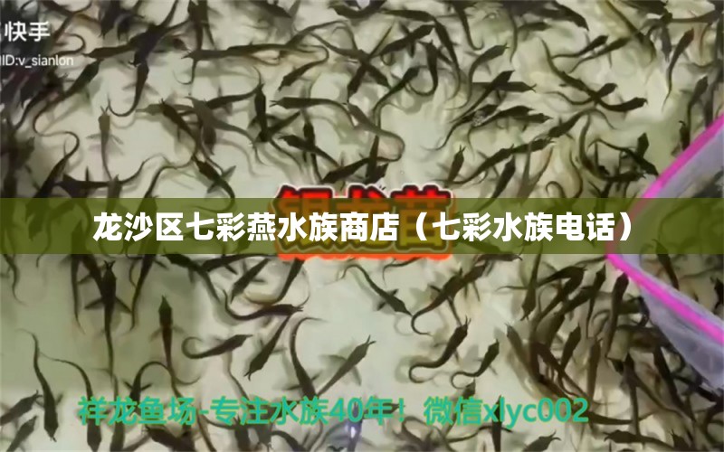 龙沙区七彩燕水族商店（七彩水族电话） 全国水族馆企业名录