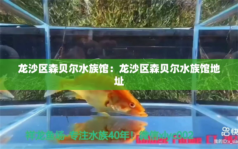 龙沙区森贝尔水族馆：龙沙区森贝尔水族馆地址