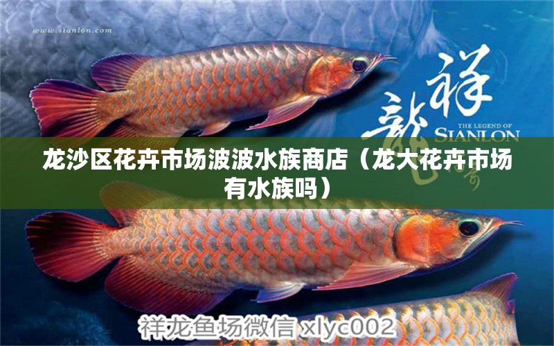 龙沙区花卉市场波波水族商店（龙大花卉市场有水族吗）